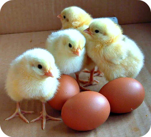 Chicken eggs